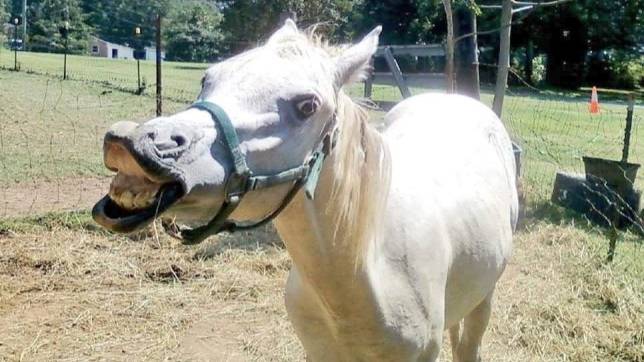 This Adorable Pony Has Been Branded 'The World's Stupidest Horse'