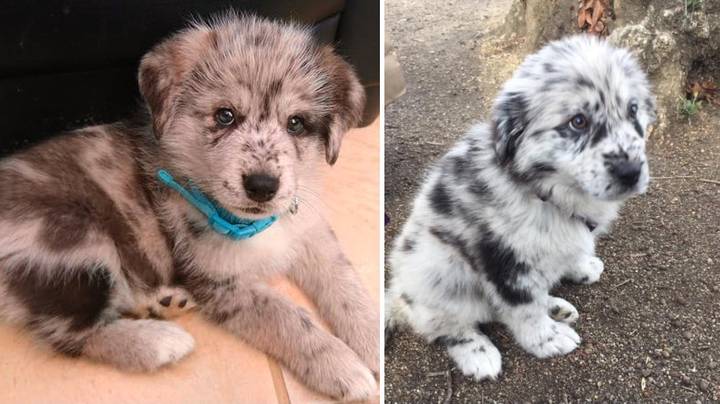 Reddit Users Are Sharing Pictures Of Their Adorable 'Oreo' Dogs