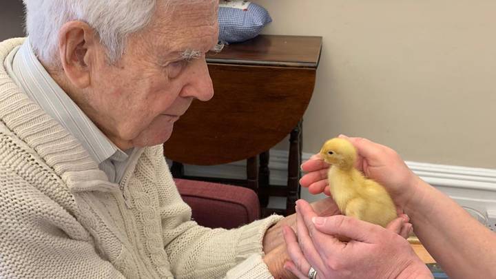 Chicks And Ducklings Hatched In Care Homes To Boost Residents' Wellbeing