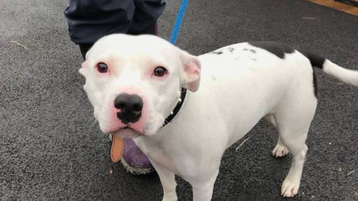 Dog Abandoned Days Before Christmas Receives Thousands Of Rehoming Offers