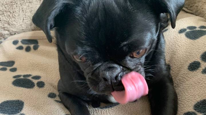 Dog Owner Mortified After Pet Chews Treat Into Phallic Shape