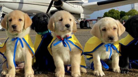 Service Dog Puppies Are Being Flown By Private Jets To Start Their Training