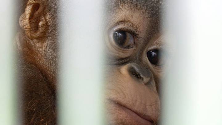 Baby Orangutan Cries After Being Rescued From A Cage After Three Months 