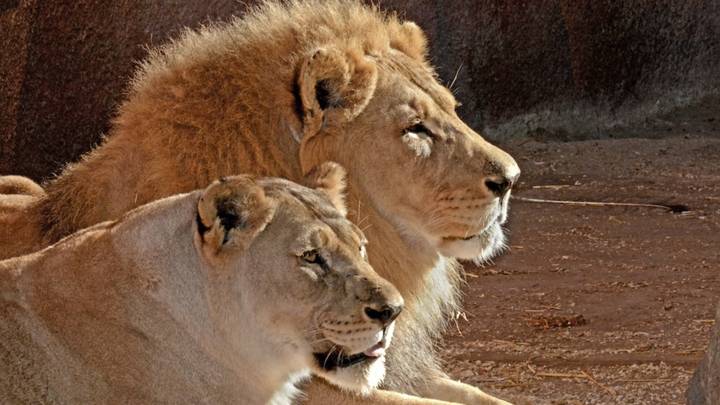 Longtime African Lion Partners Euthanised Together Aged 21