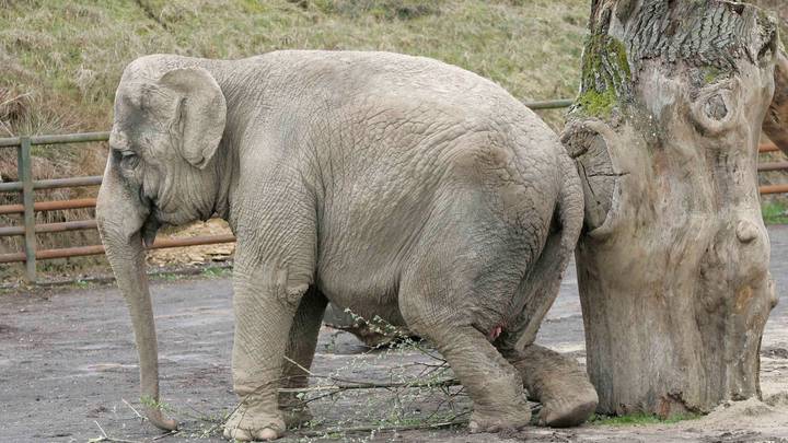 Almost 400,000 People Have Signed A Petition To Re-Home 'Britain’s Loneliest Elephant'
