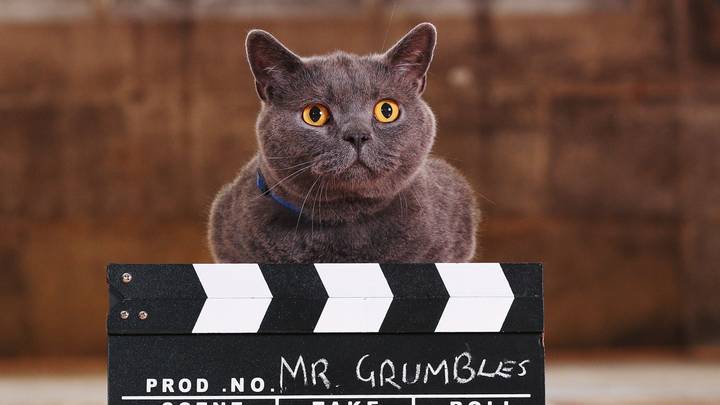 ASDA Is Recruiting For A Cat To Star In Its New Christmas Advert 