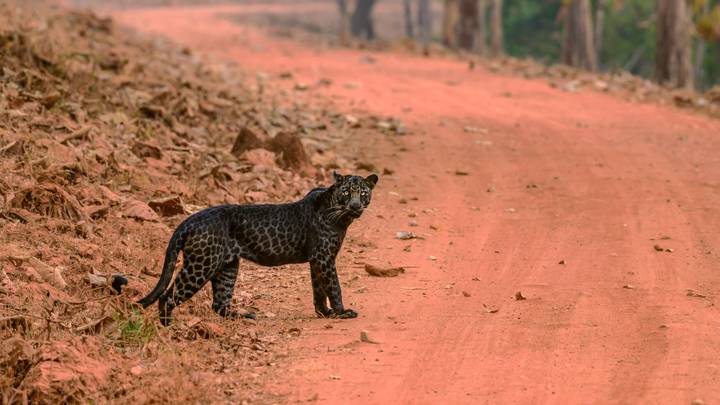 Stunning Black Leopard Caught On Camera In Rare Photos