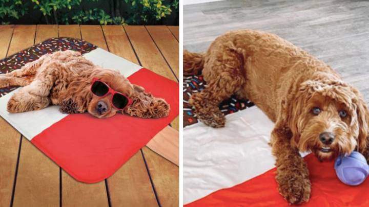 B&m cooling deals mats for dogs