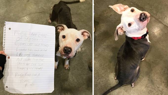 Dog Owner Abandons Pet After Being Made Homeless And Pens Heartbreaking Note