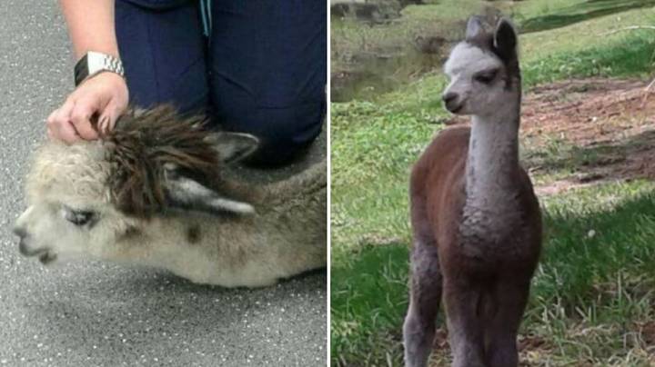 Alpaca Dies After Drive Dumps Packet Of Crisps In Its Field