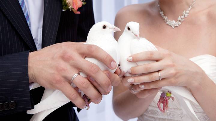Bird Charity Urges Couples Not To Release White Doves At Their Wedding