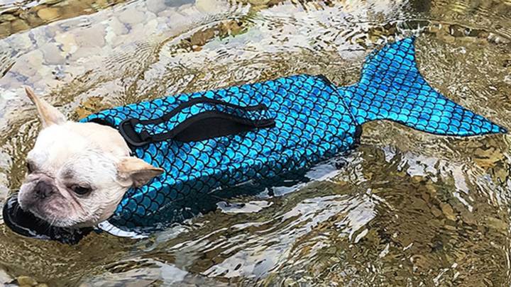 Amazon Is Selling Mermaid Life Jackets For Dogs And They’re As Adorable As You’d Imagine