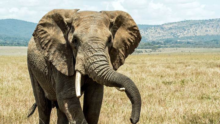 Hunter Who Killed 1,300 Elephants Claims That They'll Soon Be Extinct
