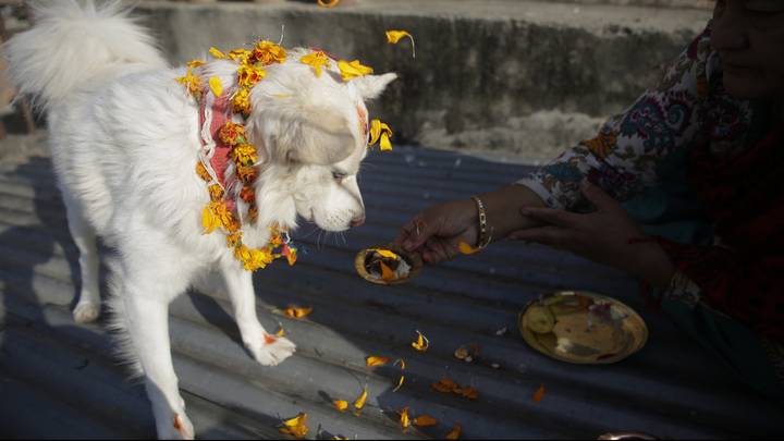 Nepal's Kukur Tihar Festival Is Dedicated Entirely To Dogs