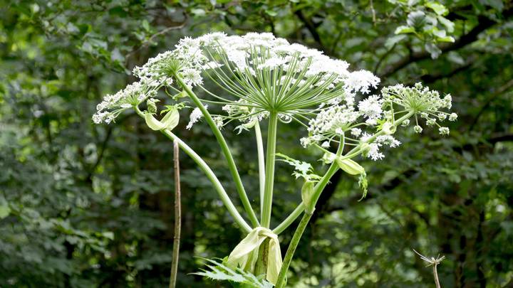 Woman Issues Urgent Warning After Her Son Suffers Third-Degree Hogweed Burns
