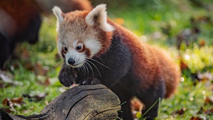 Red Panda Cubs Have Emerged From Their Den For The First Time At Chester Zoo