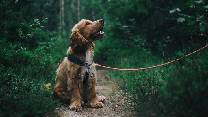 Less Than Half Of Dogs Get Walked Daily, Study Finds