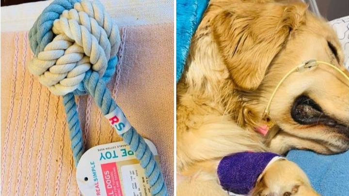 Dog Owner Warning Of Dangers Of Rope Toys After Death Of Golden Retriever