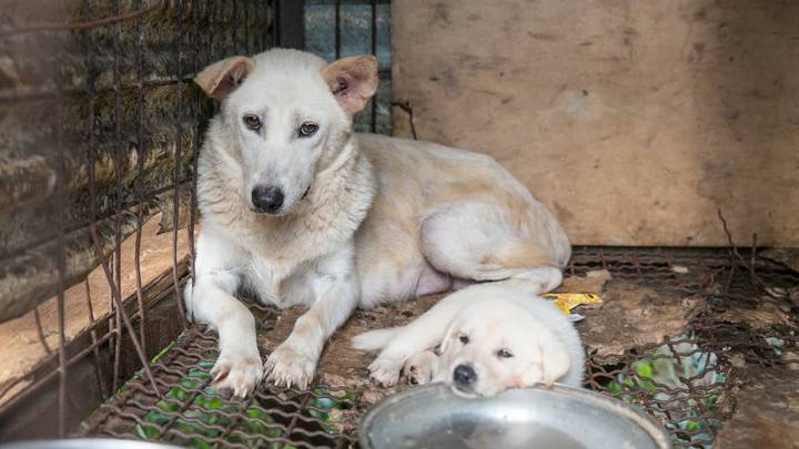 Heartbreaking Footage Shows Dogs In Cages Awaiting Slaughter At Meat Farm Before Being Saved 