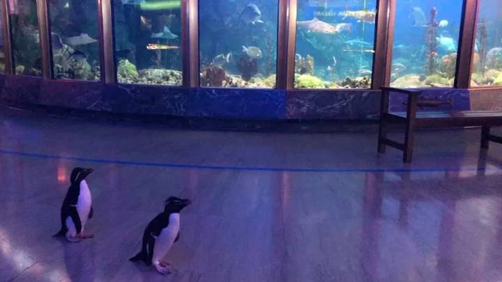 Penguins Allowed To Roam Around Aquarium After It Closes Over Coronavirus