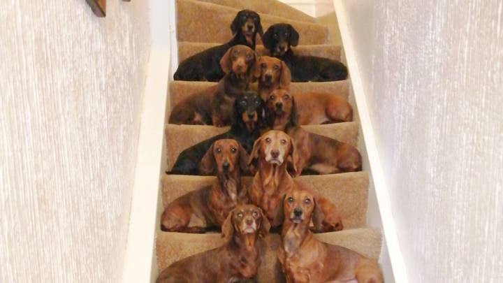 16 dachshunds deals