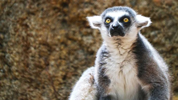 Chester Zoo Will Open A New Madagascar Habitat Where You Can See Lemurs Up Close