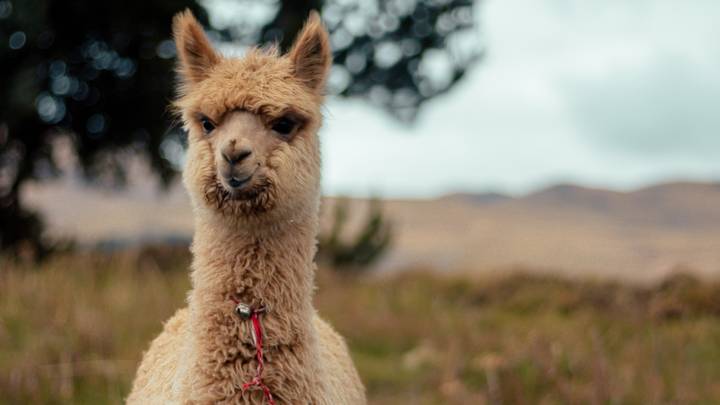 Care Home Uses 'Alpaca Therapy' For Residents With Dementia