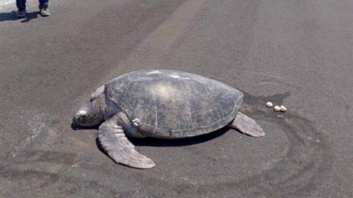 Endangered Turtle Who Comes To Lay Eggs Discovers Beach Is Now A Runway