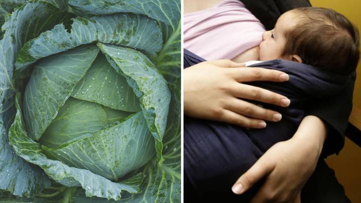 Mums Claim Cabbage Leaves Can Help Soothe Sore Breasts 