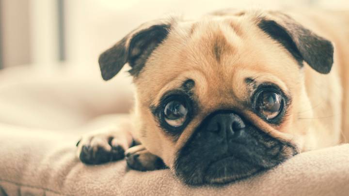 Scientists Find Puppy Dog Eyes Are An Evolutionary Trick To Appeal To Humans 