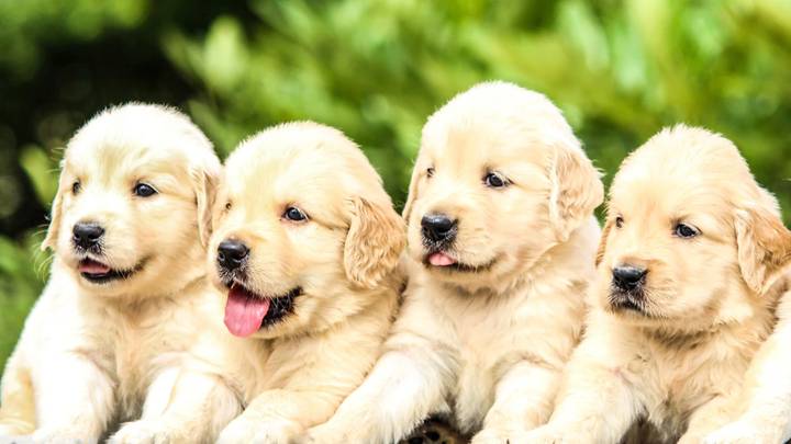 Most Popular Dog Names Of 2019 Influenced By ‘Love Island’ And The Royals