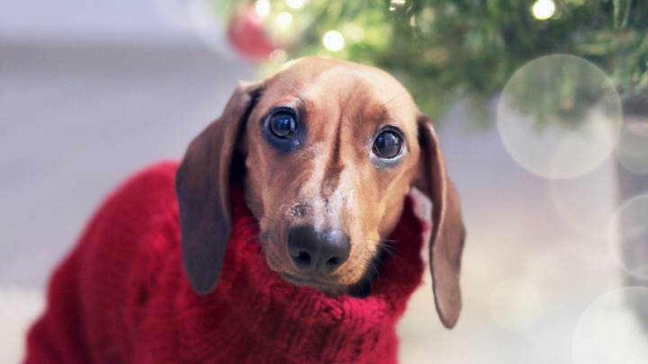 Hundreds of Sausage Dogs In Christmas Jumpers Are Meeting In Hyde Park