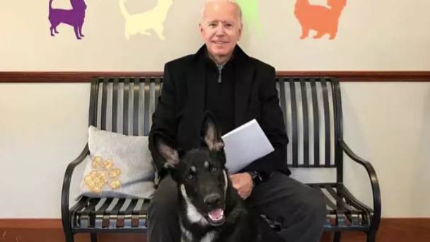 Joe Biden's German Shepherd To Be First Rescue Dog To Live In The White House