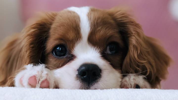 Pet shops selling dogs online near me