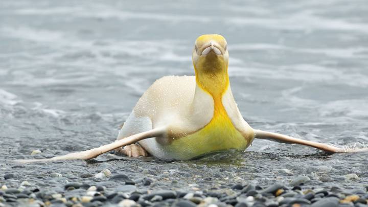 Wildlife Photographer Snaps ‘Once-In-A-Lifetime’ Photos Of Super Rare Yellow Penguin