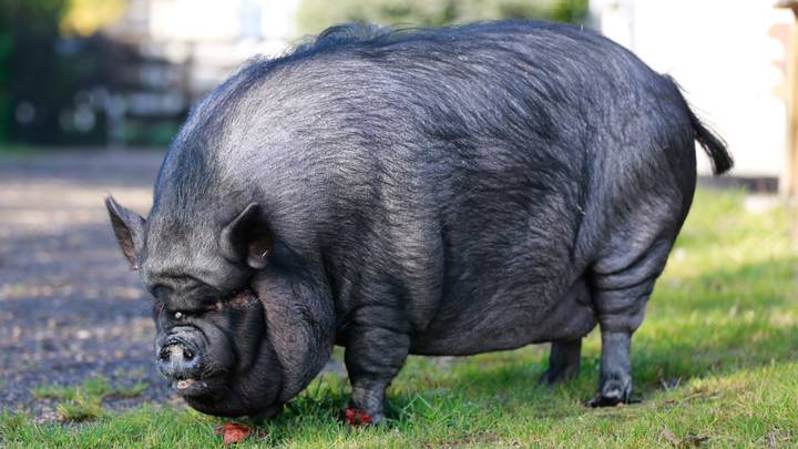 Firefighters Rescue 30 Stone Pig After Living Life Of Luxury of Chinese Takeaways And Chocolate