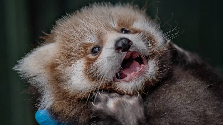 Two Red Panda Cubs Have Been Born At Chester Zoo And They Are Adorable