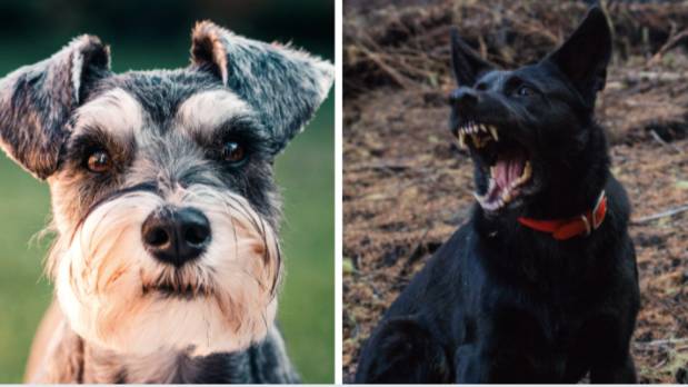 Aggressive schnauzer deals