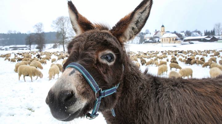 Donkey Nannies Are The Most Incredible Thing You'll See All Year