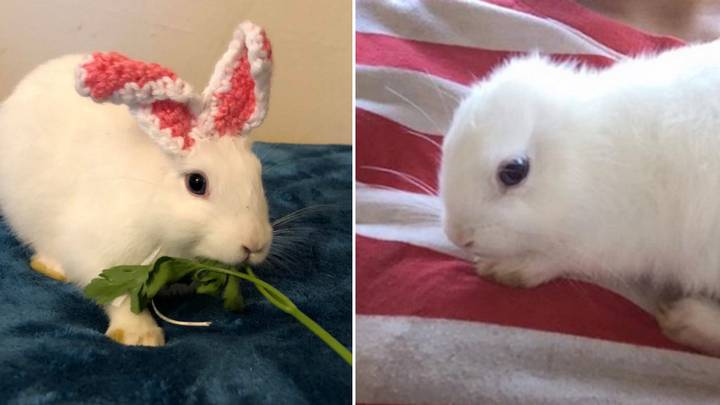 Tiny Bunny Born Without Ears Gets Adorable Knitted Replacements