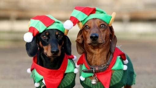 ​Over 500 Dogs In Christmas Outfits Gathered In Hyde Park Over The Weekend