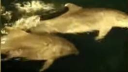 Amazing Footage Shows Dolphins Swimming In Instanbul Dock  