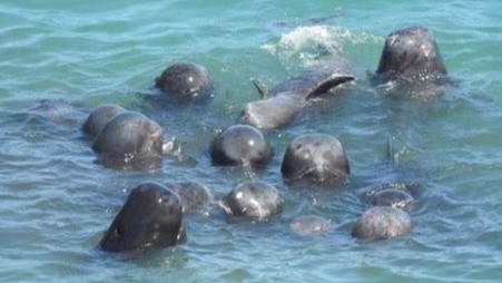 Dolphins Huddle Together As They Await Slaughter In Japan In Heartbreaking Footage