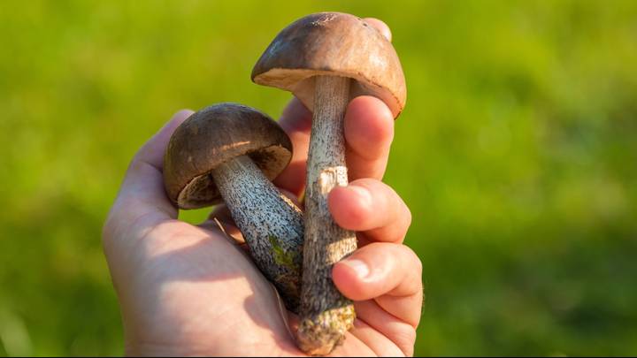 ​Why Mushroom Is The Hottest Beauty Ingredient You Need In Your Skincare Regime