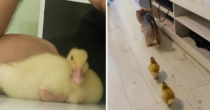 Ducklings Become BFFs With Yorkshire Terrier Dog After Being Rescued From Slaughter