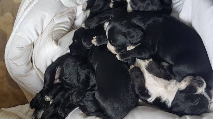 Family 'Heartbroken' As Dog And Her Litter Of Seven Puppies Stolen 