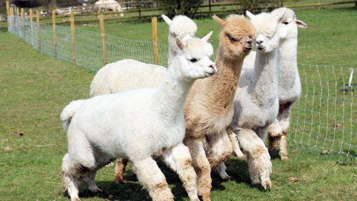 ​You Can Now Take A Herd Of Adorable Alpacas For A Walk