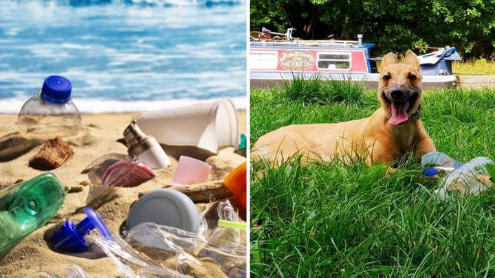 Dog Jumps On Viral #TrashTag Challenge In The Sweetest Way