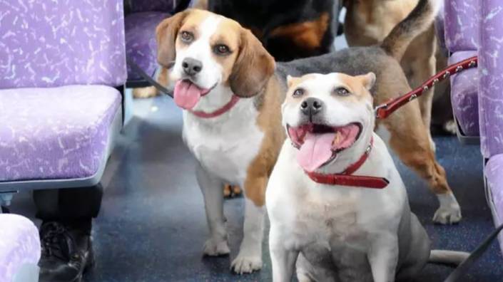 The UK's First Bus Route For Dogs Is Here And It's The Ultimutt Way To Travel With Your Pooch