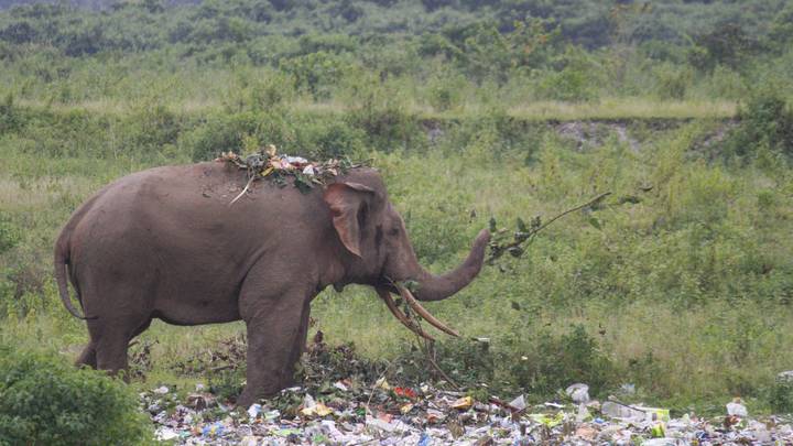 ​Hungry Elephant Rummages Through Rubbish Left Behind By Tourists